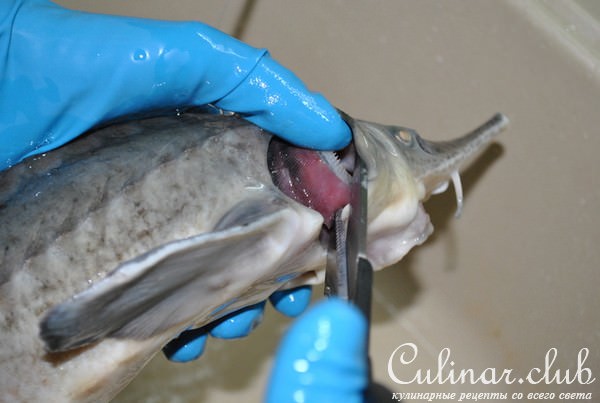 Деликатесный осетр, фаршированный к празднику или Very Important Fish