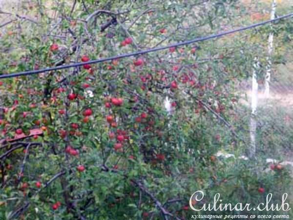 Салат из свеклы яблок