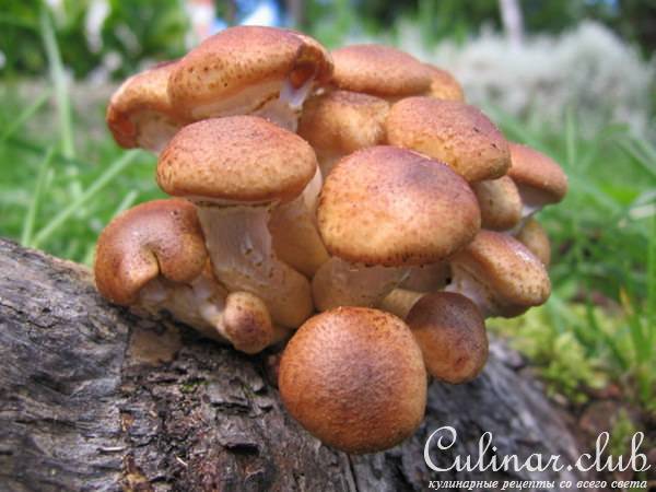 Маринованные грибы.